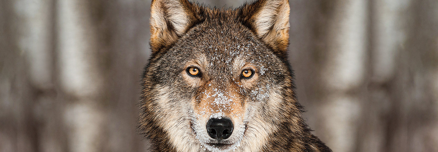 Image of a wolf