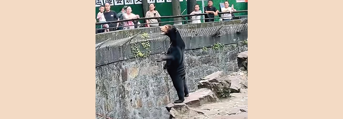 Photo of a bear standing upright at a zoo