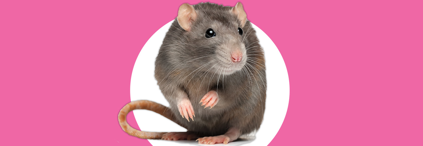 a rat in front of a pink background