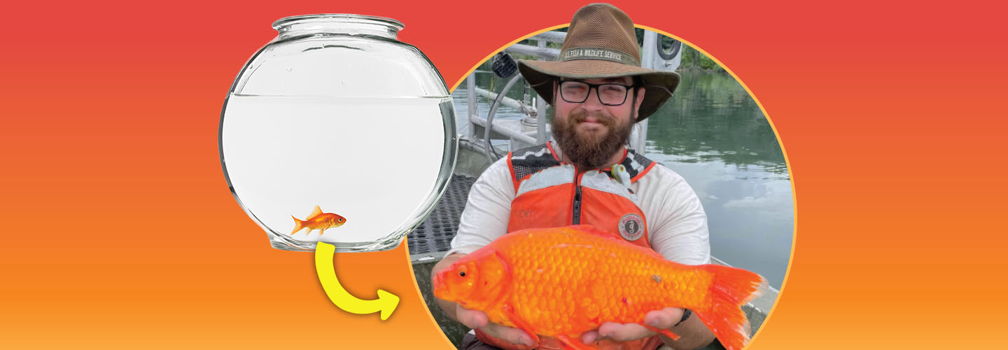 Image of person holding very large goldfish they caught