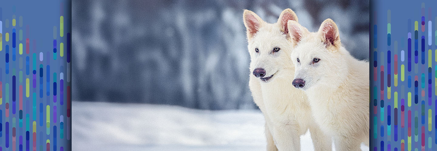 Image of two dire wolves