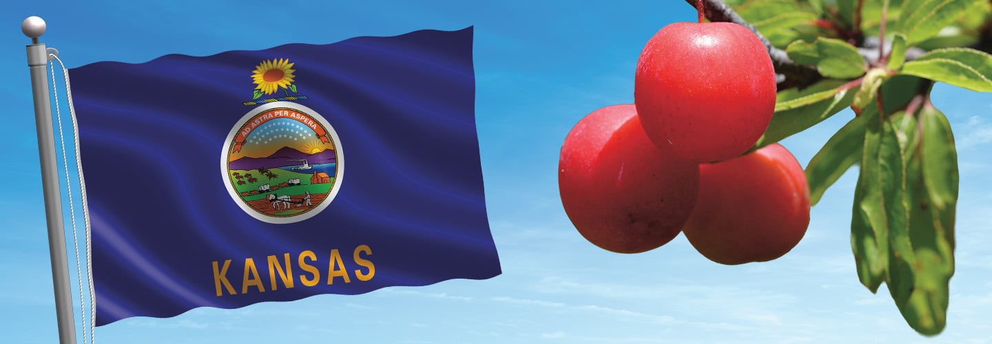 State flag of Kansas next to three plums on a branch